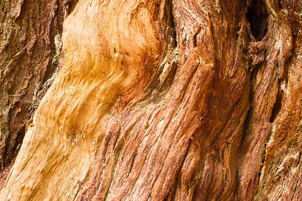 Gran árbol de cedro vivo grano de madera expuesto — Foto de Stock