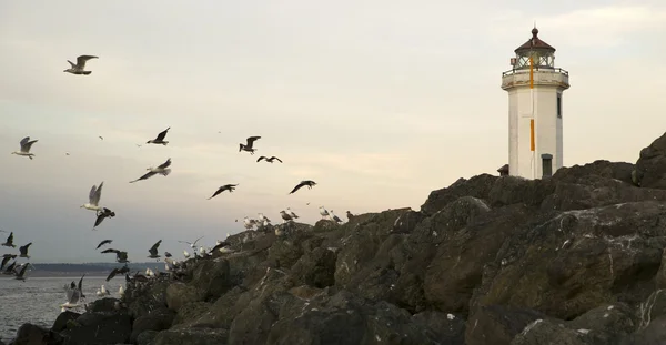 Mouettes Voler Oiseaux de rivage Rock Barrier Point Wilson Phare — Photo