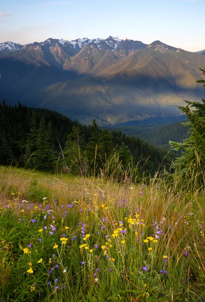 Wildflowers Cover Hillside Olympic Mountains Hurricane Ridge — Stock Photo, Image