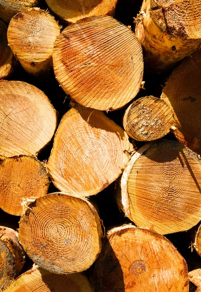 Timber Wood Log Lumber Processing Plant Riverside Columbia River — Stock Photo, Image