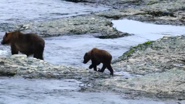 Urso Grizzly Fêmea Caminha Longo Ribeira Com Filhotes Seguintes — Vídeo de Stock