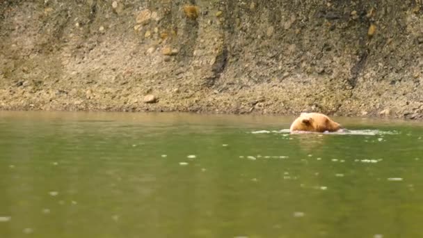 Grande Urso Grizzly Olha Para Engordar Antes Hibernação Inverno Alasca — Vídeo de Stock