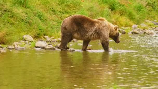 Grizzly Bear Prances Danses Autour Pêche Saumon Rivière Mcneil — Video