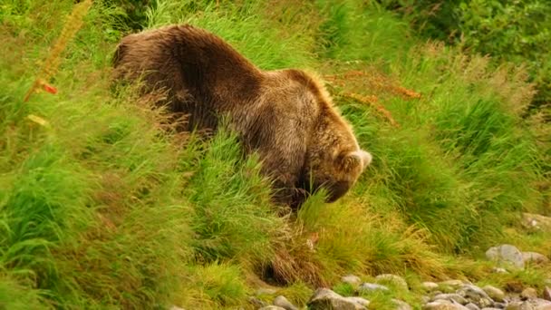 Beruang Besar Grizzly Terlihat Gemuk Sebelum Musim Dingin Hibernasi Alaska — Stok Video