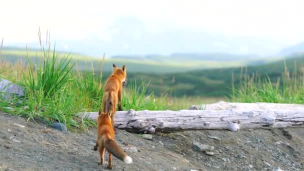 Fox Family Plays Время Охоты Грызунов Реке Макнил Аляске — стоковое видео