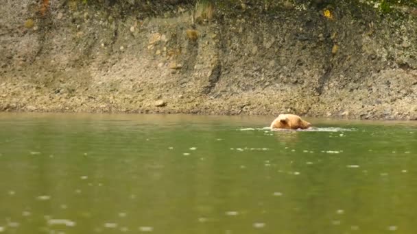 Grizzlybär Geht Unter Wasser Von Fischern Hinterlassene Lachsreste Finden — Stockvideo