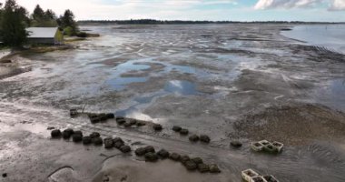 İstiridye Yatakları Westport Washington Laidlaw Adası Güney Körfezi