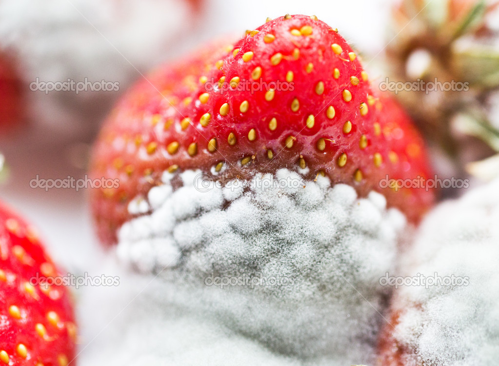 Mould on strawberries