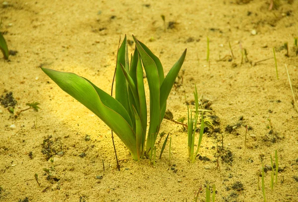 Tulipa jovem — Fotografia de Stock