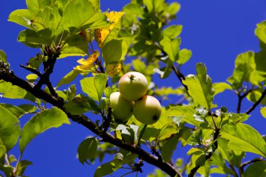 Bir daldaki elmalar