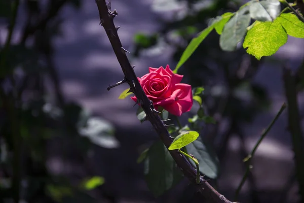 Red rose on branch — Stock Photo, Image