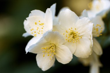 Yasemin çiçekleri dalda