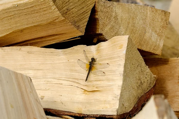 Libélula en la madera — Foto de Stock