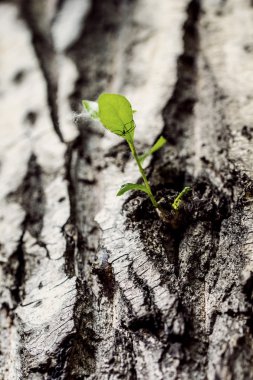 eski ağaç, fidan