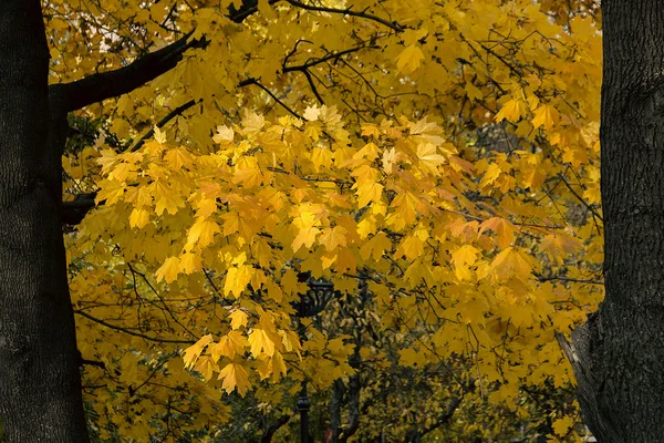Folhas Bordo Outono Dourado Dia Ensolarado — Fotografia de Stock