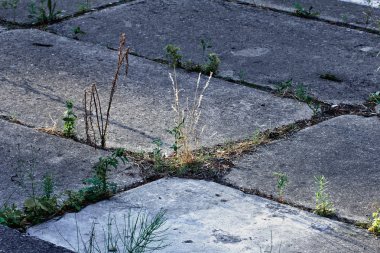 Çim döşeme ile büyür