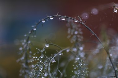 Dallarda alacakaranlıkta çiy