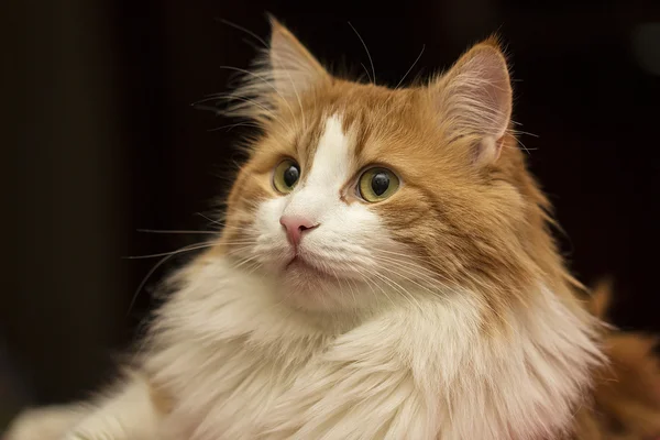 Gato rojo sorprendido —  Fotos de Stock