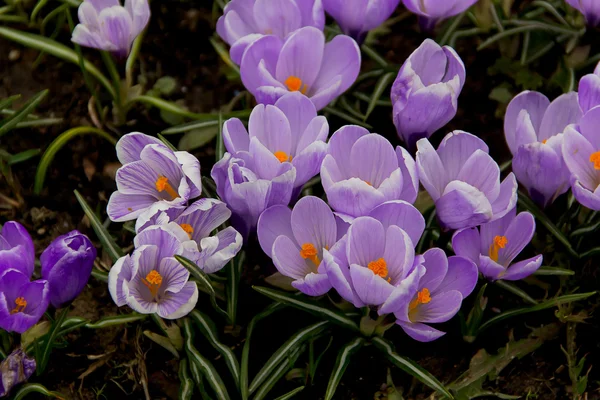 Фиолетовые маленькие милые крокусы — стоковое фото