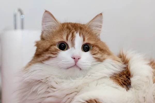 충격에 있는 고양이 — 스톡 사진