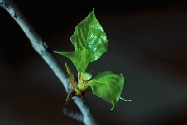 Молодые зеленые листья на ветке — стоковое фото