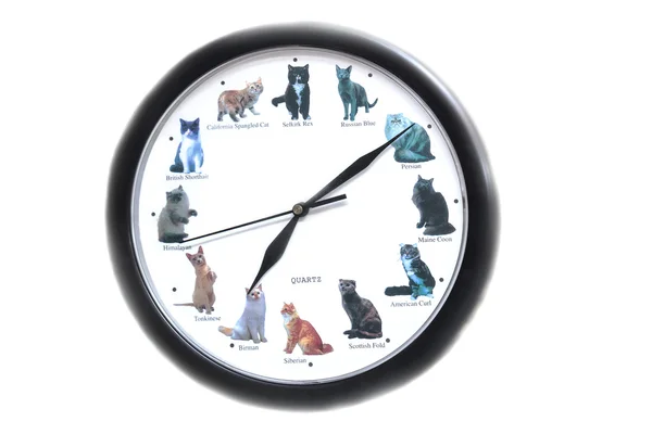 Round clock with cats on a white background — Stock Photo, Image