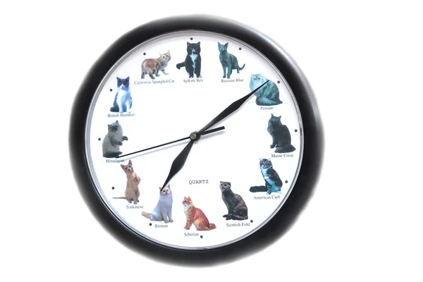 beyaz zemin üzerinde cats ile yuvarlak saat