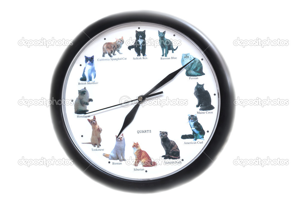 Round clock with cats on a white background