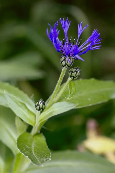 Garden cornflower — Stock Photo, Image