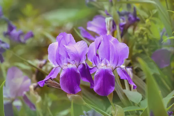 Irländare — Stockfoto