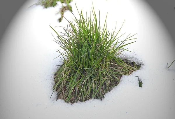 Jeune herbe dans la neige sous la lumière — Photo