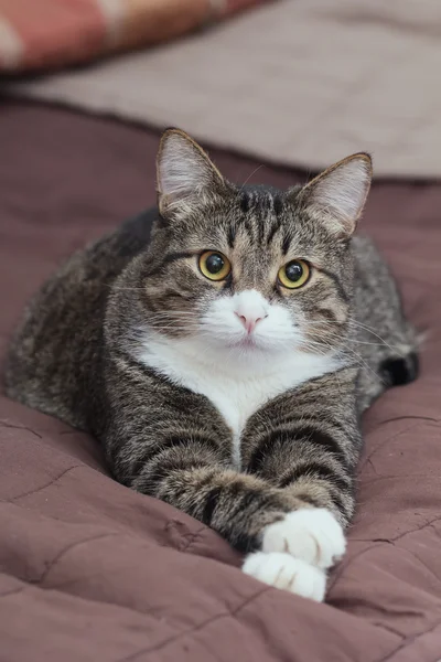 Kedi emin