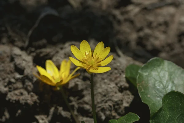 Flor de primavera amarillo —  Fotos de Stock