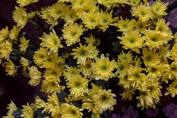 Pequeños crisantemos amarillos —  Fotos de Stock