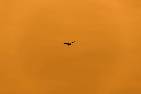 Fliegender Vogel am orangen Himmel — Stockfoto