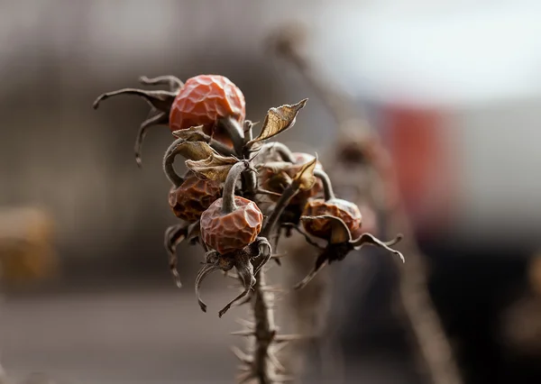 Прекрасная сухая роза из плодов шиповника на ветке — стоковое фото