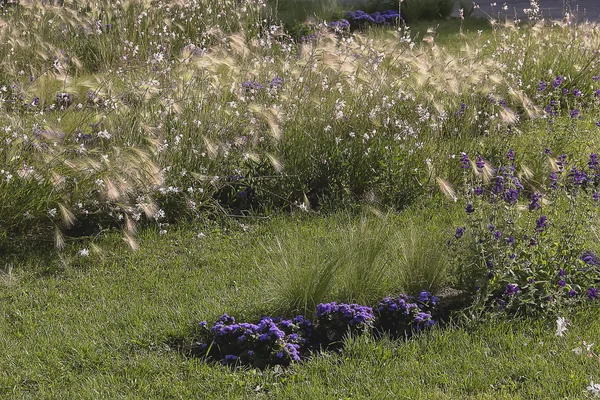 Schöne Sommerblumen und Kräuter — Stockfoto