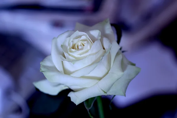 White rose — Stock Photo, Image