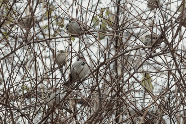 Sparrows în ramuri — Fotografie, imagine de stoc