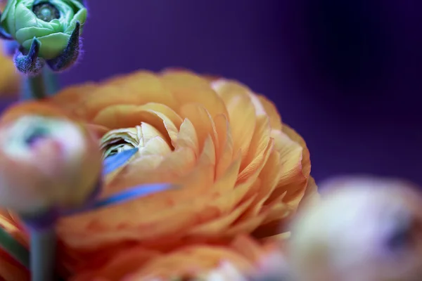 Schöne Blume des Hahnenfuß — Stockfoto