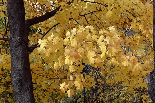 Beleza dourada folhas de outono — Fotografia de Stock