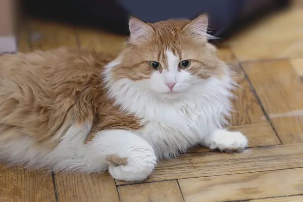 Gato rojo en meditación —  Fotos de Stock