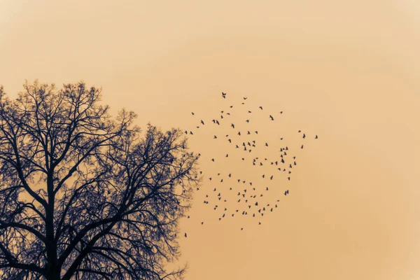 Étude Fantastique Sur Thème Des Oiseaux Qui Envolent Automne — Photo