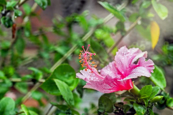 Bastante Verdadeira Flor Hibisco Rosa Aberto Jardim Feliz — Fotografia de Stock