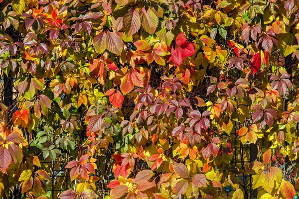 Mooie Kleurrijke Bladeren Van Wilde Druiven Bij Zonlicht Gelukkig Weer — Stockfoto