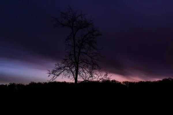 Echter Baum Vor Dunkelblauer Morgendämmerung Winter — Stockfoto