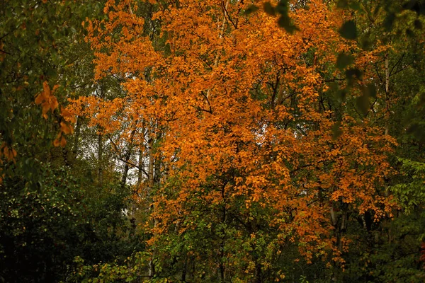 Real Incrível Árvore Outono Vermelho Floresta Nublado Tempo Profundo — Fotografia de Stock