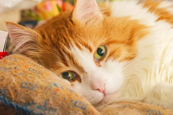 Bastante Adulto Jengibre Gato Retrato Cámara Mirando Acostado — Foto de Stock