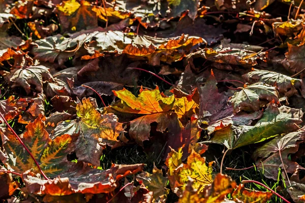 真正迷人的秋天枫叶在地面地毯上的阳光下 — 图库照片