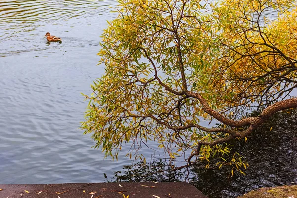 Echte Schönheit Gelber Herbstbaum Wasser Abend Der Dämmerung — Stockfoto